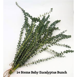 24 Stems Bunch Eucalyptus