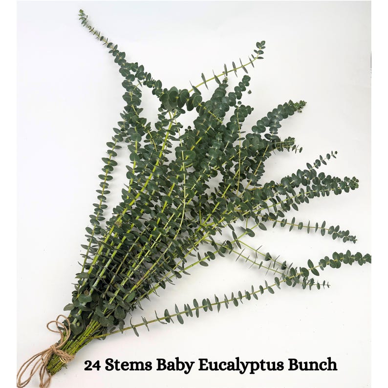 24 Stems Bunch Eucalyptus