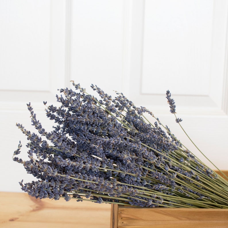 French Dried Lavender Bundle image 4