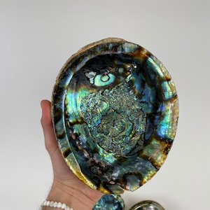 Abalone Shell for Smudging Incense and Decor