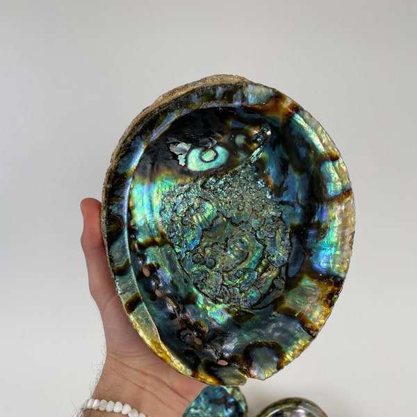 Abalone Shell for Smudging Incense and Decor
