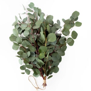 Large Bundle Fresh Silver Dollar Eucalyptus Stems