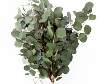 Large Bundle Fresh Silver Dollar Eucalyptus Stems
