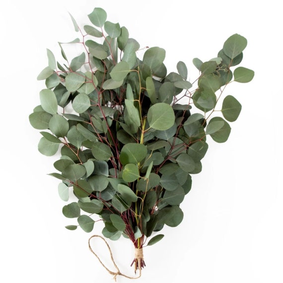 Large Bundle Fresh Silver Dollar Eucalyptus Stems