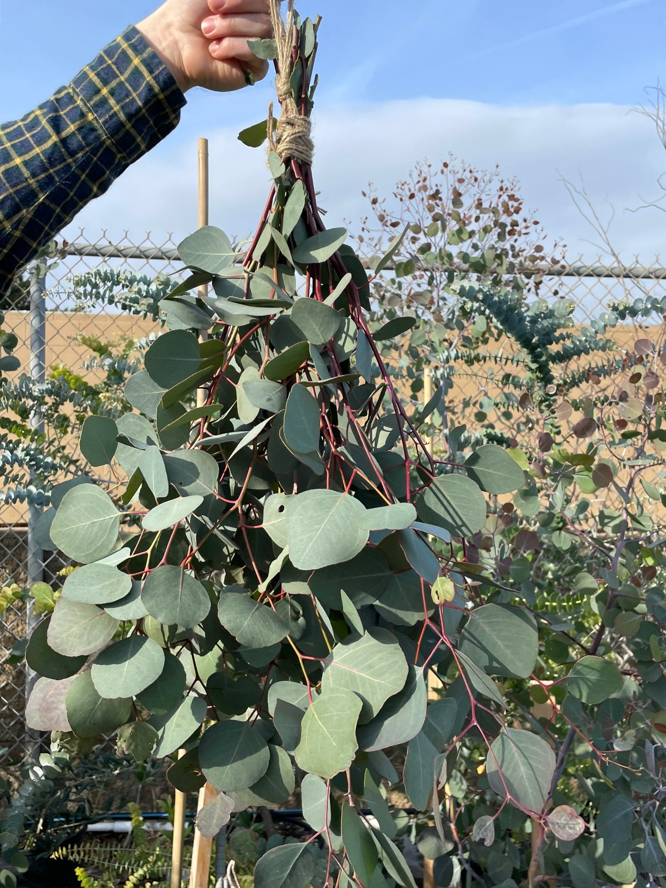 Silver dollar plant