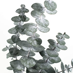 K&ouml;nnte beinhalten: Nahaufnahme von Eukalyptuszweigen mit runden, silbrig-gr&uuml;nen Bl&auml;ttern. Die Bl&auml;tter haben ein strukturiertes Aussehen mit wei&szlig;en Akzenten, was eine nat&uuml;rliche, botanische &Auml;sthetik erzeugt. Die Stiele sind hellbraun und der Hintergrund ist wei&szlig;.