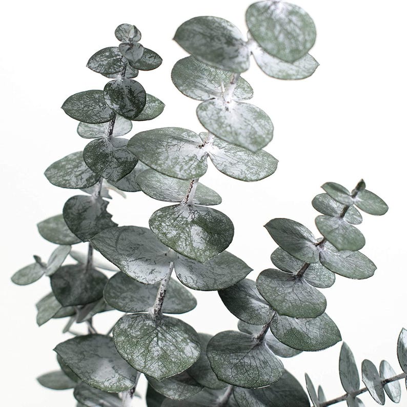 K&ouml;nnte beinhalten: Nahaufnahme von Eukalyptuszweigen mit runden, silbrig-gr&uuml;nen Bl&auml;ttern. Die Bl&auml;tter haben ein strukturiertes Aussehen mit wei&szlig;en Akzenten, was eine nat&uuml;rliche, botanische &Auml;sthetik erzeugt. Die Stiele sind hellbraun und der Hintergrund ist wei&szlig;.