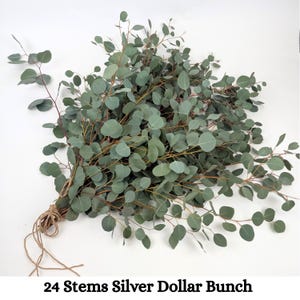 24 Stems Silver Dollar Eucalyptus Bunch