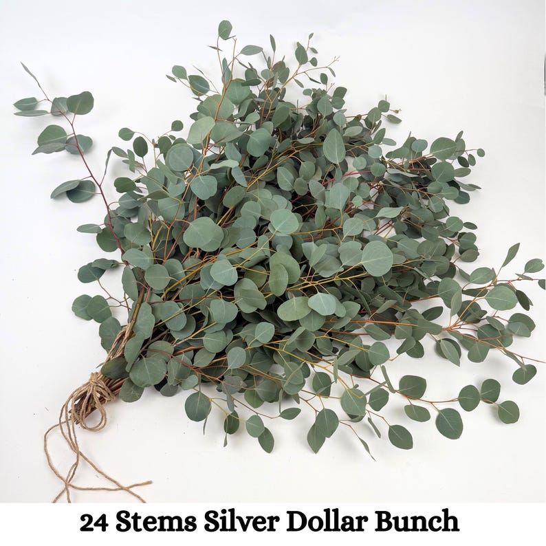 24 Stems Silver Dollar Eucalyptus Bunch