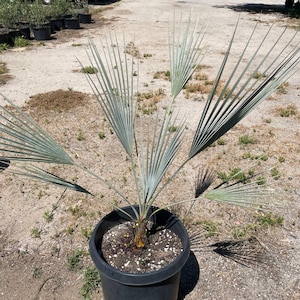 Silver Blue Brahea Clara Rare Cold Hardy Palm Tree 10 Seeds