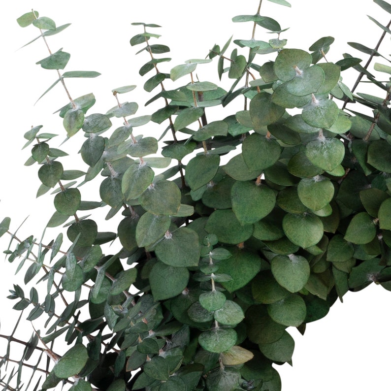 Preserved Baby Eucalyptus Wreath image 4