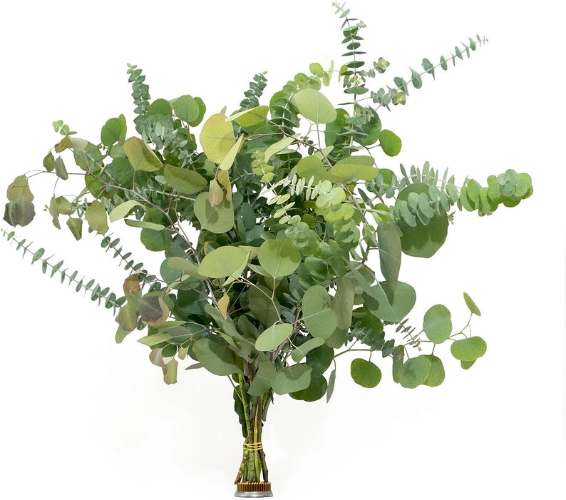 May include: A bunch of eucalyptus stems with green leaves, tied together with a brown string.