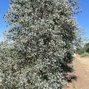 Peut inclure: Un grand arbre feuillu avec un feuillage vert argenté. L'arbre pousse dans un champ avec un chemin de terre en arrière-plan.