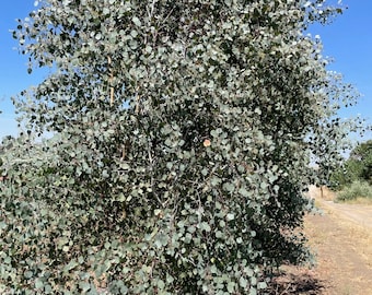 Frischer Silberdollar Eukalyptus 100 Stiele