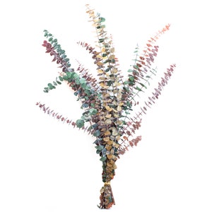 Preserved Multi Color Baby Eucalyptus 1 LB Bundle