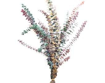 Preserved Multi Color Baby Eucalyptus 1 LB Bundle