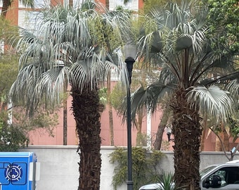 il_340x270.5265526687_si5v.jpg