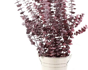 Konservierte rote Baby Eukalyptus Bündel 1 Pfund