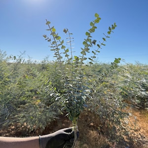 Bulk Fresh Baby Blue Eucalyptus 40 Stems