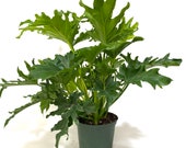 Philodendron Split Leaf Selloum, 6In Grower Pot, Live Plant, Indoor Air Purifier 17-19in Tall