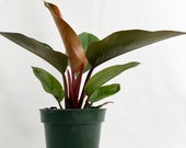 Philodendron Red Congo, Rojo Congo, 6In Grower Pot, Live Plant, Indoor Air Purifier 20-24in Overall Height