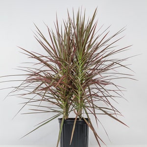 Dracaena Marginata Colorama Bush, Dragon Tree image 7