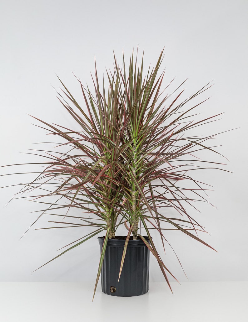 Dracaena Marginata Colorama Bush, Dragon Tree image 7