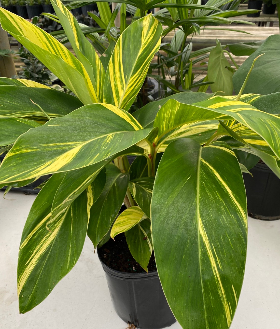 Ginger Shell Variegated 2gal Pot Live Tropical Plant 2427in Etsy