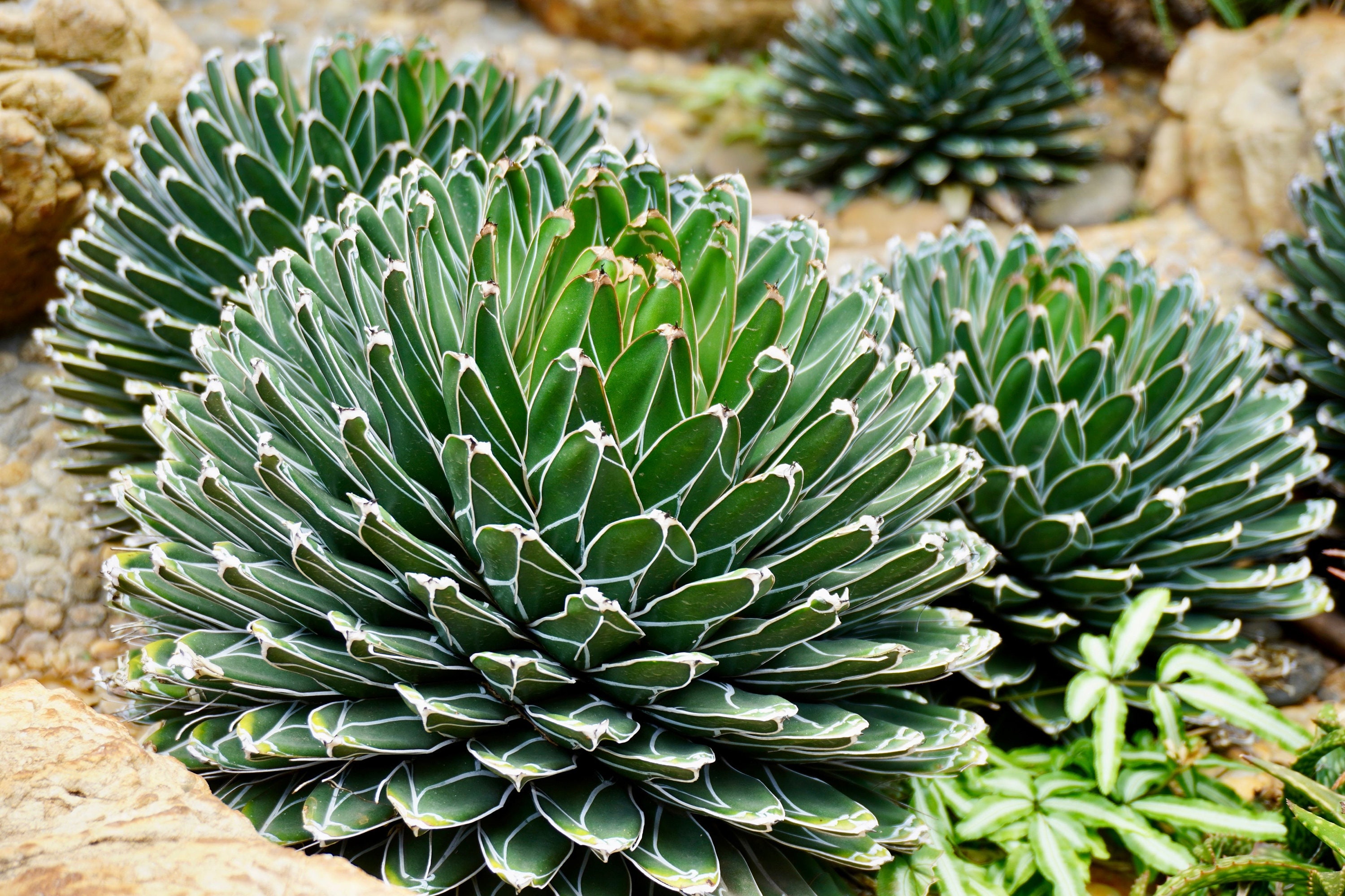アガベ Agave victoriae-reginae variegata 176 アガベ Agave victoriae-reginae variegata 176 Variegated