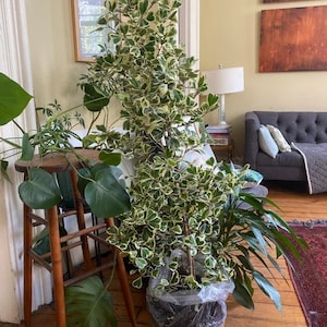Ficus Triangularis Variegata, Bush Form Live Tropical Plant, Available from 2 to 6ft High image 1