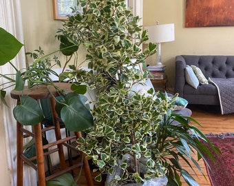 Ficus Triangularis Variegata, Bush Form Live Tropical Plant, Available from 2 to 6ft High