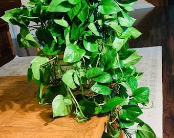 Jade Pothos in Hanging Basket, Epipremnum Aureum Jade