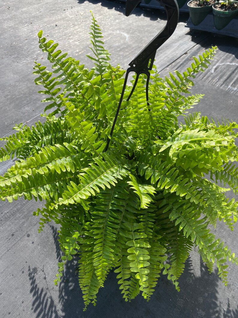 Fern Boston Fern 10in Hanging Basket large Nephrolepis Etsy