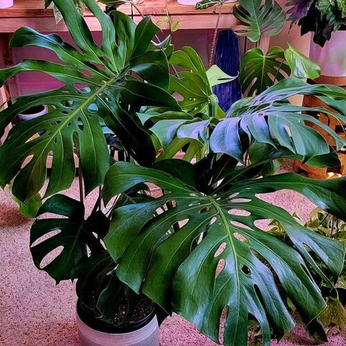 Monstera Deliciosa 5gal Grower Pot 34 Feet Overall Height Etsy