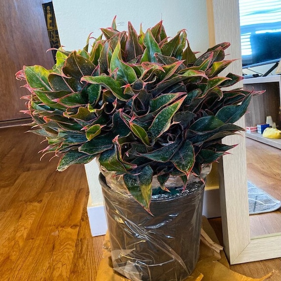Chinese evergreen sad and slowly dying. What should I do? 1 of the