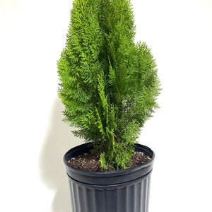 Yellow Ribbon Arborvitae, Thuja occidentalis Cypress image 4