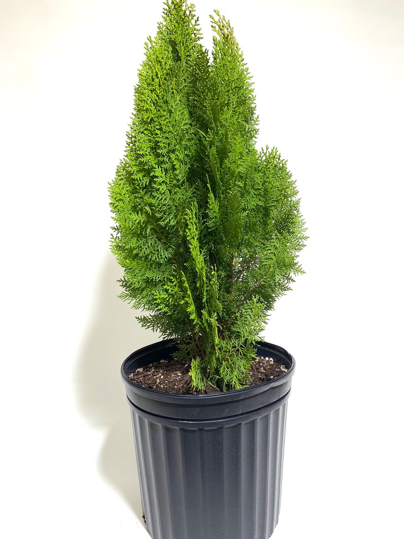 Yellow Ribbon Arborvitae, Thuja occidentalis Cypress image 4