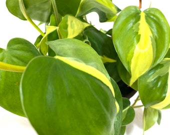 Philodendron Brazil in Trellis, Live Tropical Plant Vine, available up to 4ft High