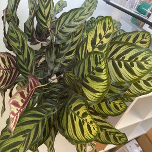 Calathea Makoyana, Prayer Plants