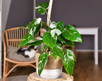 Philodendron White Princess