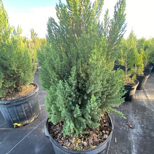 Blue Point Juniper, Juniperus chinensis, Evergreen Privacy Conifers 5gal Pot, 4-5ft