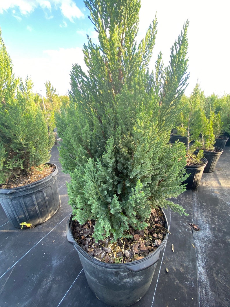 Blue Point Juniper, Juniperus chinensis, Evergreen Privacy Conifers 5gal Pot, 4-5ft