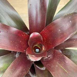 Bromeliad, Neoregelia Royal Burgundy
