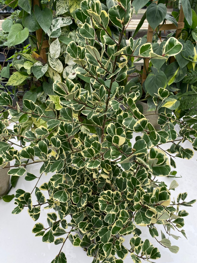 Ficus Triangularis Variegata, Bush Form Live Tropical Plant, Available from 2 to 6ft High image 5