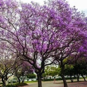 Jacaranda Tree Mimosifolia