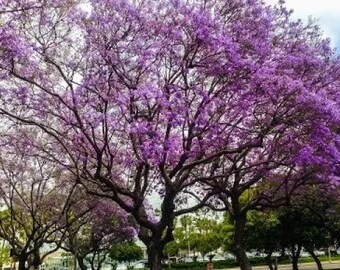 Jacaranda Tree Mimosifolia