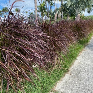 Red Fountain Grass Pennisetum Setaceum Rubrum