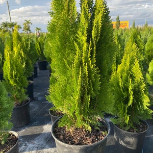 Yellow Ribbon Arborvitae, Thuja occidentalis Cypress 5gal Pot, 5-6ft