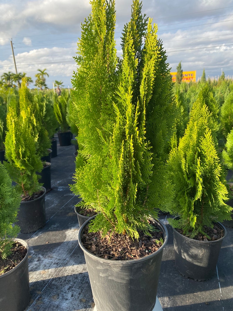 Yellow Ribbon Arborvitae, Thuja occidentalis Cypress 5gal Pot, 5-6ft