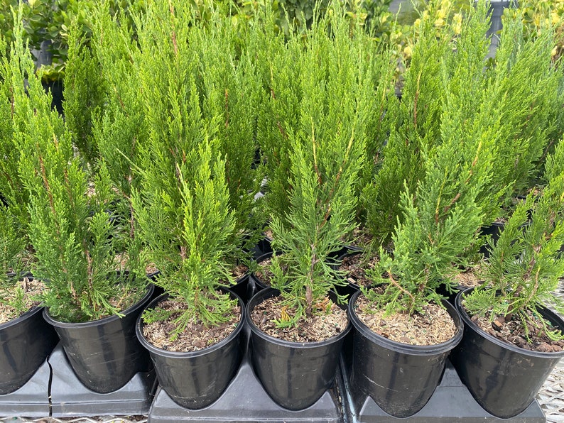 Hetzii Green Columnar Juniper, Juniperus Chinensis, Evergreen Privacy Conifers 1gal Pot, 2-3ft